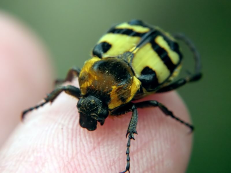 Trichius orientalis Reitter, 1894